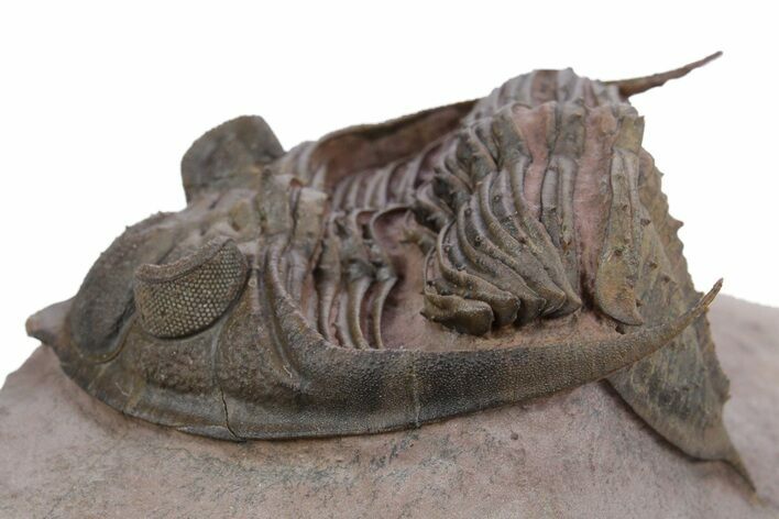 Detailed Zlichovaspis Trilobite - Lghaft, Morocco #347759